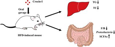 Crocin-I Protects Against High-Fat Diet-Induced Obesity via Modulation of Gut Microbiota and Intestinal Inflammation in Mice